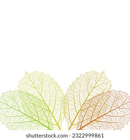 white background with colorful leaves vein 