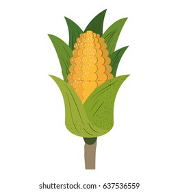 white background with corn cob with leaves and stains vector illustration