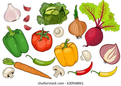 white background cut vegetables. vector illustration of high quality.