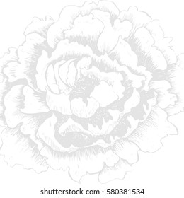 White background with flowers. Hand drawn rose flower.