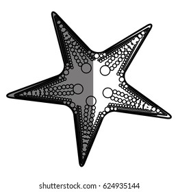 white background with monochrome silhouette of starfish and half shadow vector illustration