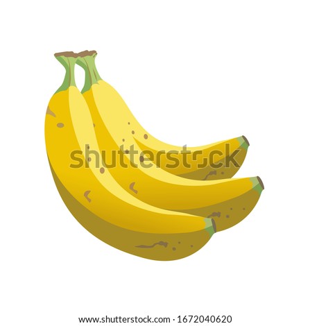 white background on banana fruit vector