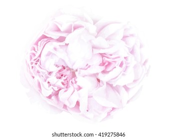 White background with one delicate pink rose. Fresh rose in pastel soft color horizontal vector background