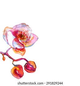 White background with orchid and copy space