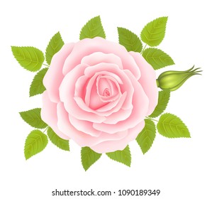 White background with a Pink Rose Flower. Vector