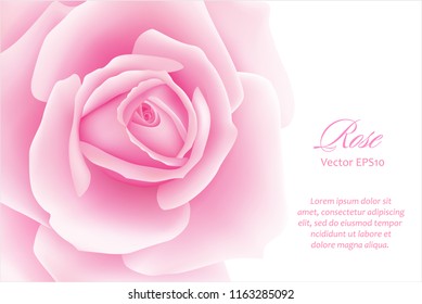 Fondo blanco con una flor rosa.