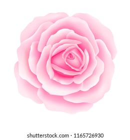 Fondo blanco con una flor rosa rosa. Vector