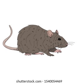 white background, rat, mouse, brown