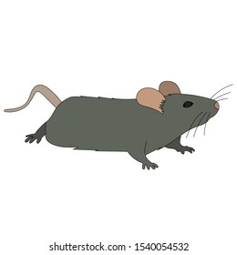 white background, rat, mouse, gray