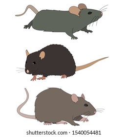 white background, rat, mouse, set