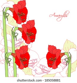 White background with red amaryllis. Vector illustration
