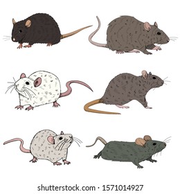  white background, set of rats, mouse, rodents, collection