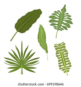 white background with set types of tropical leaves