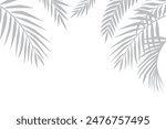 White background with shadow of palm leaves, gray silhouettes of leaves, tropical concept.