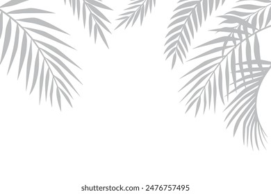 White background with shadow of palm leaves, gray silhouettes of leaves, tropical concept.