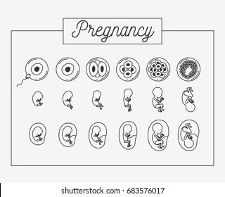 white background silhouette set pregnancy process in rectagular frame vector illustration