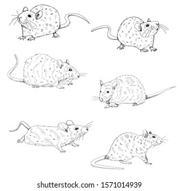 white background, sketch set rat, mouse