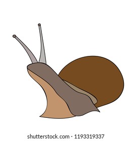 white background, snail, brown