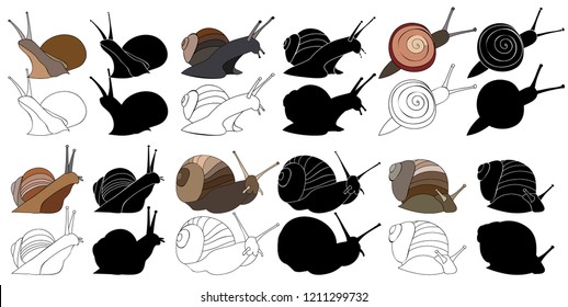 white background, snail in realistic style, collection