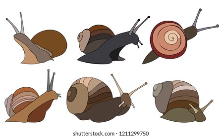  white background, snail in realistic style, set, collection