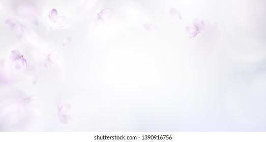 Fondo blanco con pétalos y plumas de flores de lilo rosa blanda