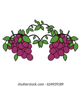 white background with two colorful bunch of grapes vector illustration