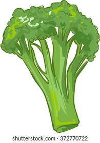 white background vector illustration of a healthy vegetable broccoli