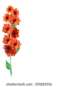 White background with wildflowers and copy space