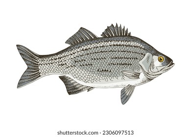 White bass, silver bass, or sand bass