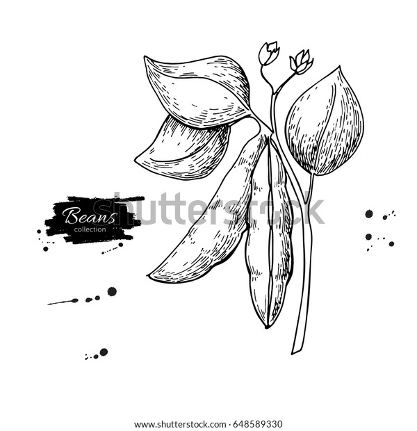 White Bean Plant Hand Drawn Vector Stock Vector (Royalty Free) 648589330