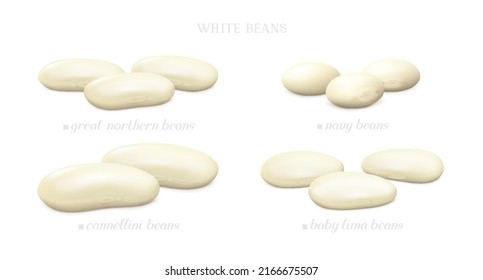 White beans (Cannellini, Great Northern, Baby Lima and Navy). Side view. Realistic vector illustration.