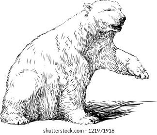 white bear