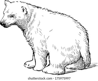white bear cub 