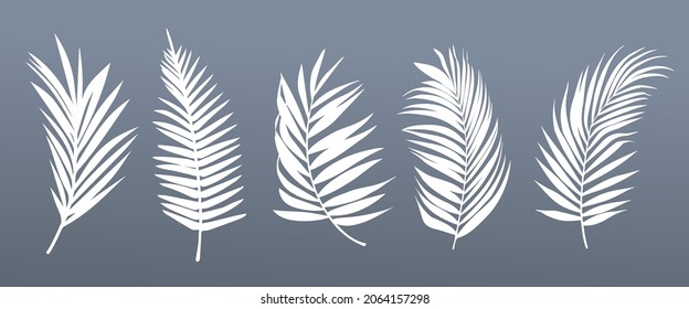 White beautiful palm tree leaf set silhouette background vector illustration