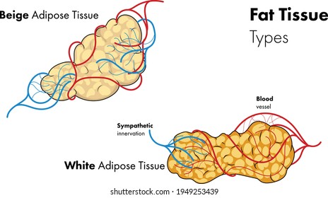 White And Beige Adipose Tissue Or Fat Tissue Vector. Types Of Fat Tissue With Blood Vessel And Nerves. 