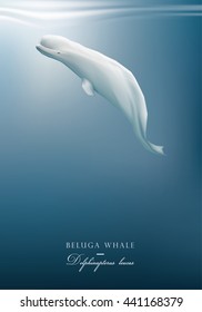 White Beluga whale swimming under the cold arctic blue ocean surface vector illustration