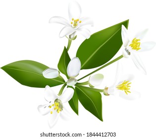 white bergamot flowers with yellow centers and green leaves - Shutterstock ID 1844412703