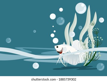 White betta with seaweed In the aquarium, Fighting fish, vector illustration