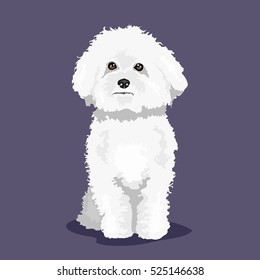 white "bichon frise" dog at one color background