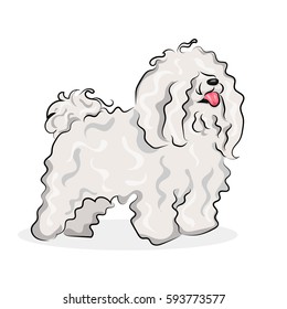 white "bichon frise" dog at one color background