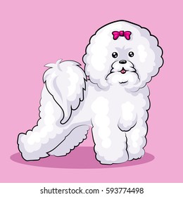 white "bichon frise" dog at one color background