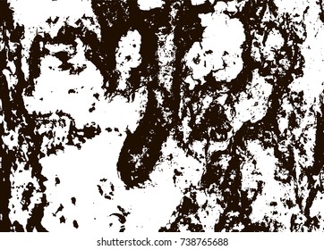 White birch bark macro background texture