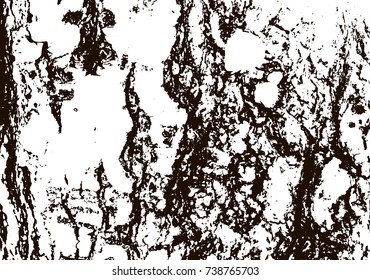 White birch bark macro background texture