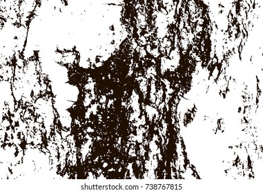 White birch bark macro background texture