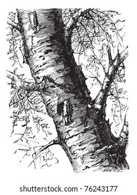 White Birch also known as Betula papyrifera tree trunk vintage engraving. Old engraved illustration of White Birch tree trunk