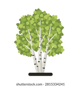 White Birch Tree Group Vector Illustration