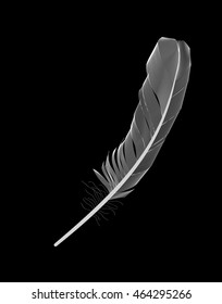 White Bird Feather Drawn on Black Background. Vector Illustration. EPS10