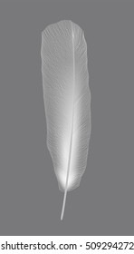 White bird feather on gray background. Vector Illustration. EPS10