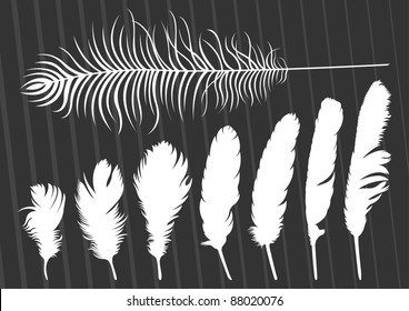 White bird feathers illustration collection background