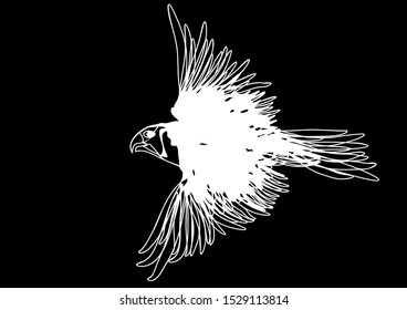white birdisolated on a black background